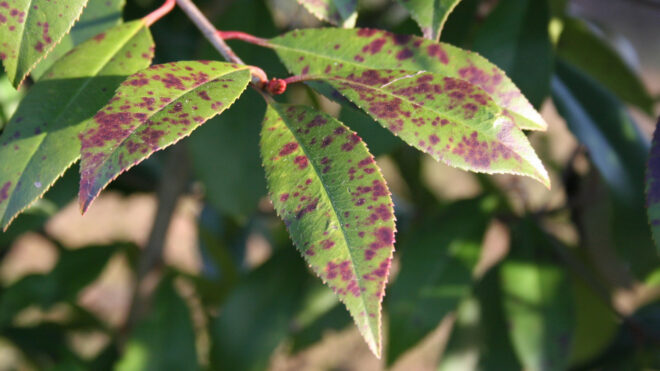 5 Types of Tree Diseases That Require Tree Removal