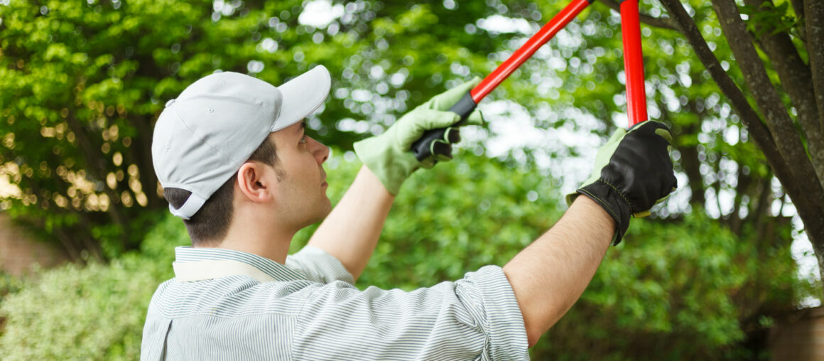 The Benefits of Removing Tree Branches