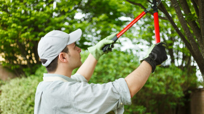 The Benefits of Removing Tree Branches