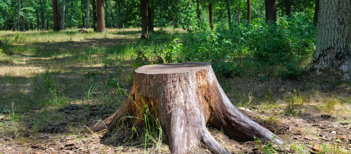 The Difference Between Tree Stump Grinding vs. Removal