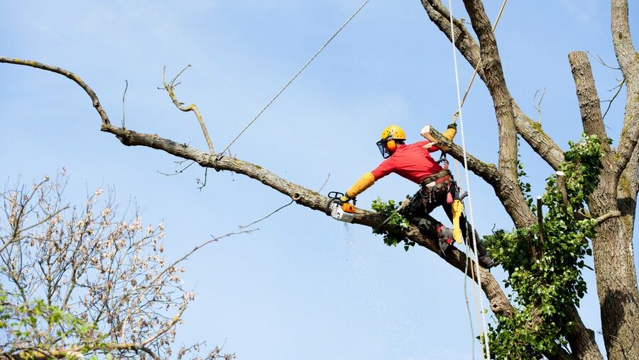 9 Essential Tips for Tree Maintenance on Your Property