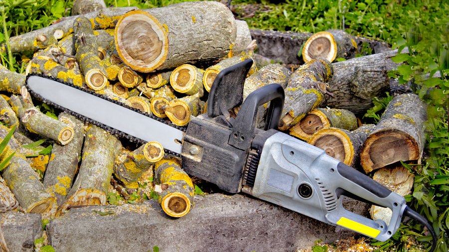 Tree Removal 101: Understanding the Process and Costs