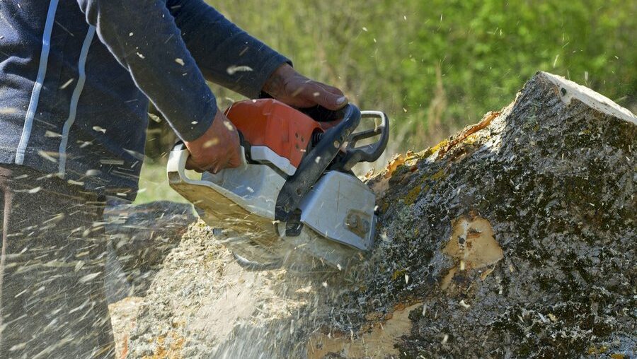 The Importance of Proper Tree Maintenance for Property Owners