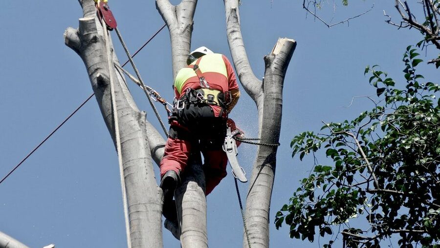 When is the Best Time to Remove Trees? A Seasonal Guide