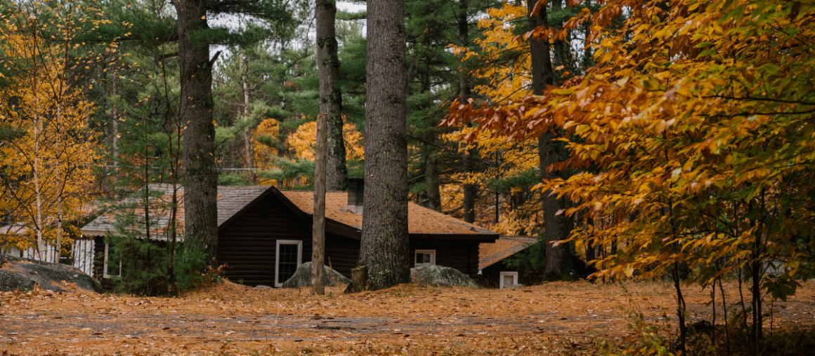 Embracing Autumn: Our Guide to Seasonal Tree Health
