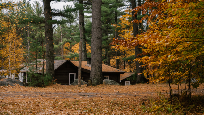 Embracing Autumn: Our Guide to Seasonal Tree Health