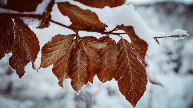 7 Fall Tree Maintenance Essentials You Can Do