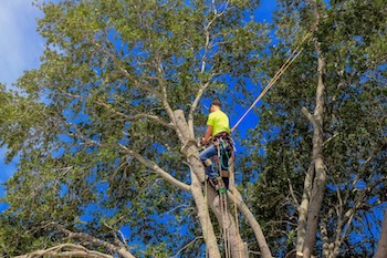 Tree Pruning-Olympia-WA