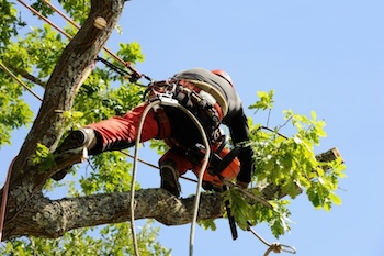 Tree Thinning-Olympia-WA