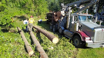 Tree Logging {{city}}-Olympia-WA