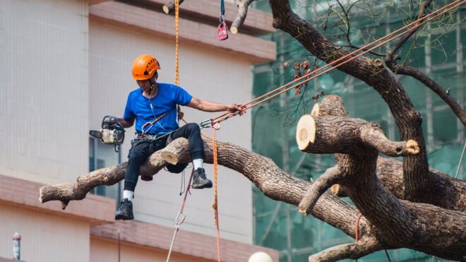 Are Trees Damaging Your Property? Find Out When to Call a Professional Tree Limb Removal Service