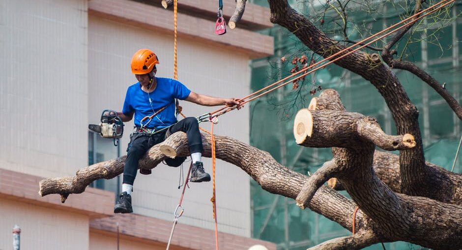 Are Trees Damaging Your Property? Find Out When to Call a Professional Tree Limb Removal Service