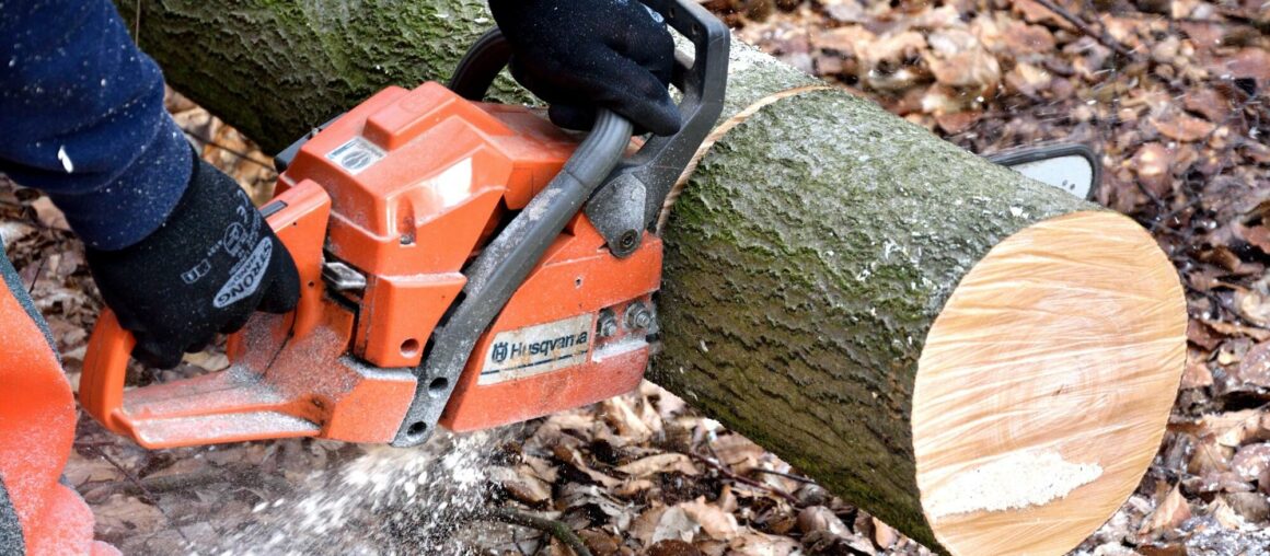How to Choose a Tree Service in Maple Valley, WA