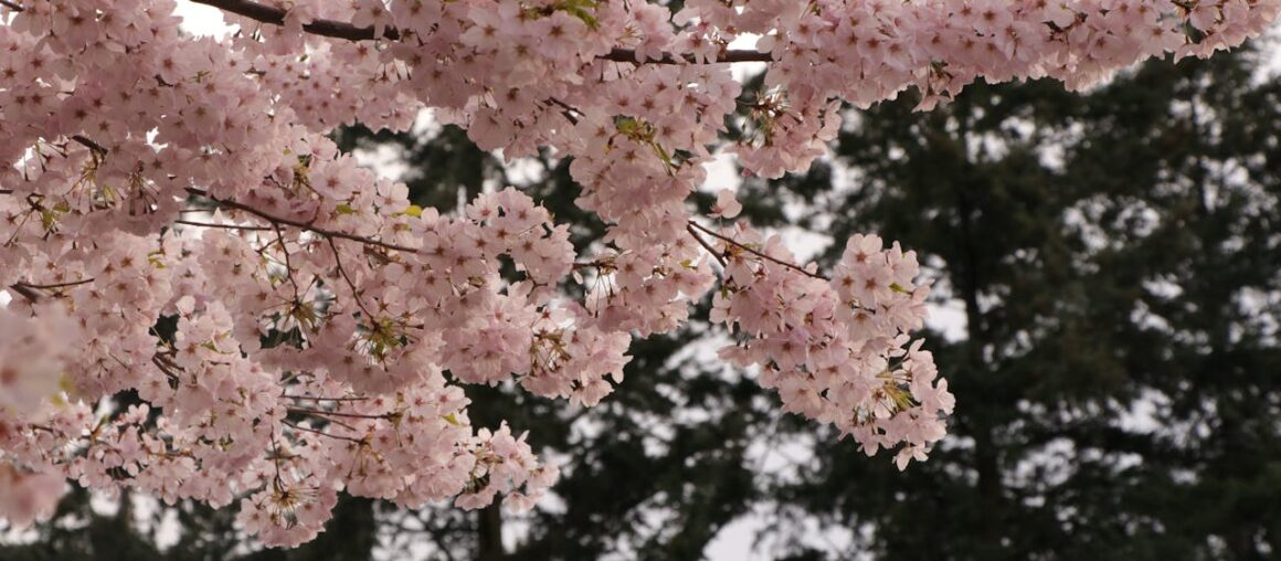 The Hidden Dangers of Tree Stumps: Why Spring Is the Time to Remove Them